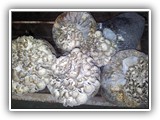 maitake6